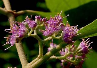 Callicarpa candicans